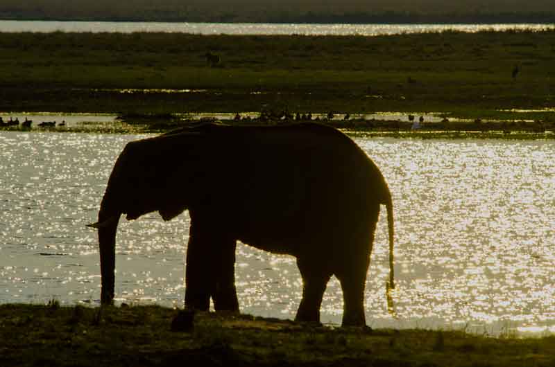 24 - Botswana - elefante - parque nacional de Chobe